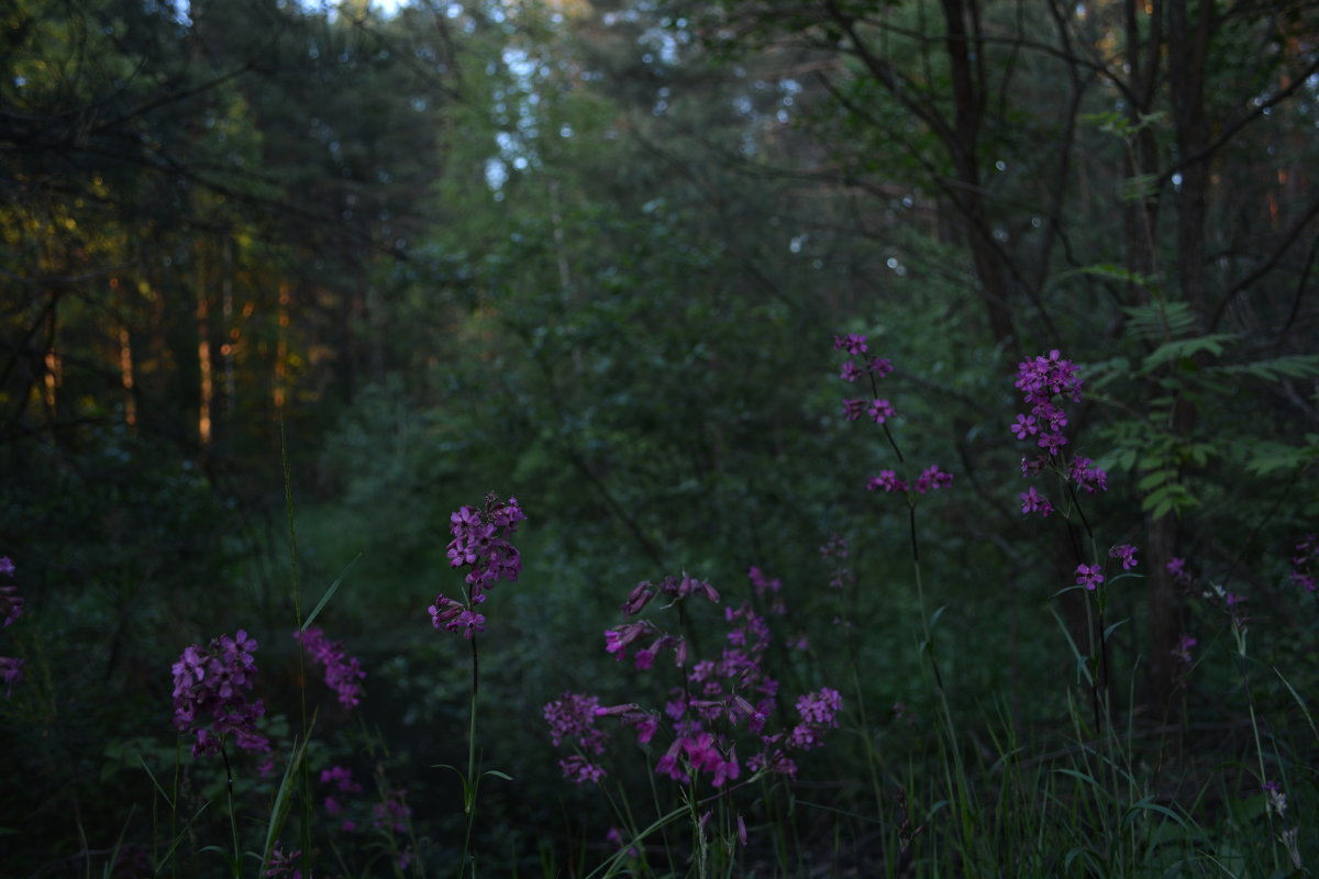 Цветы в лесу - Сергей Щеглов