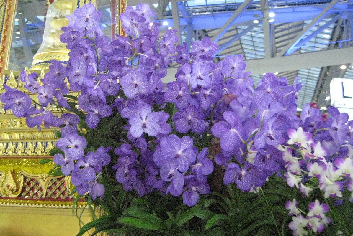 Голубые орхидеи - Людмила Огнева 