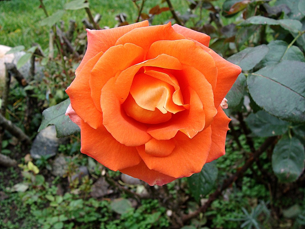 Осенняя роза - laana laadas