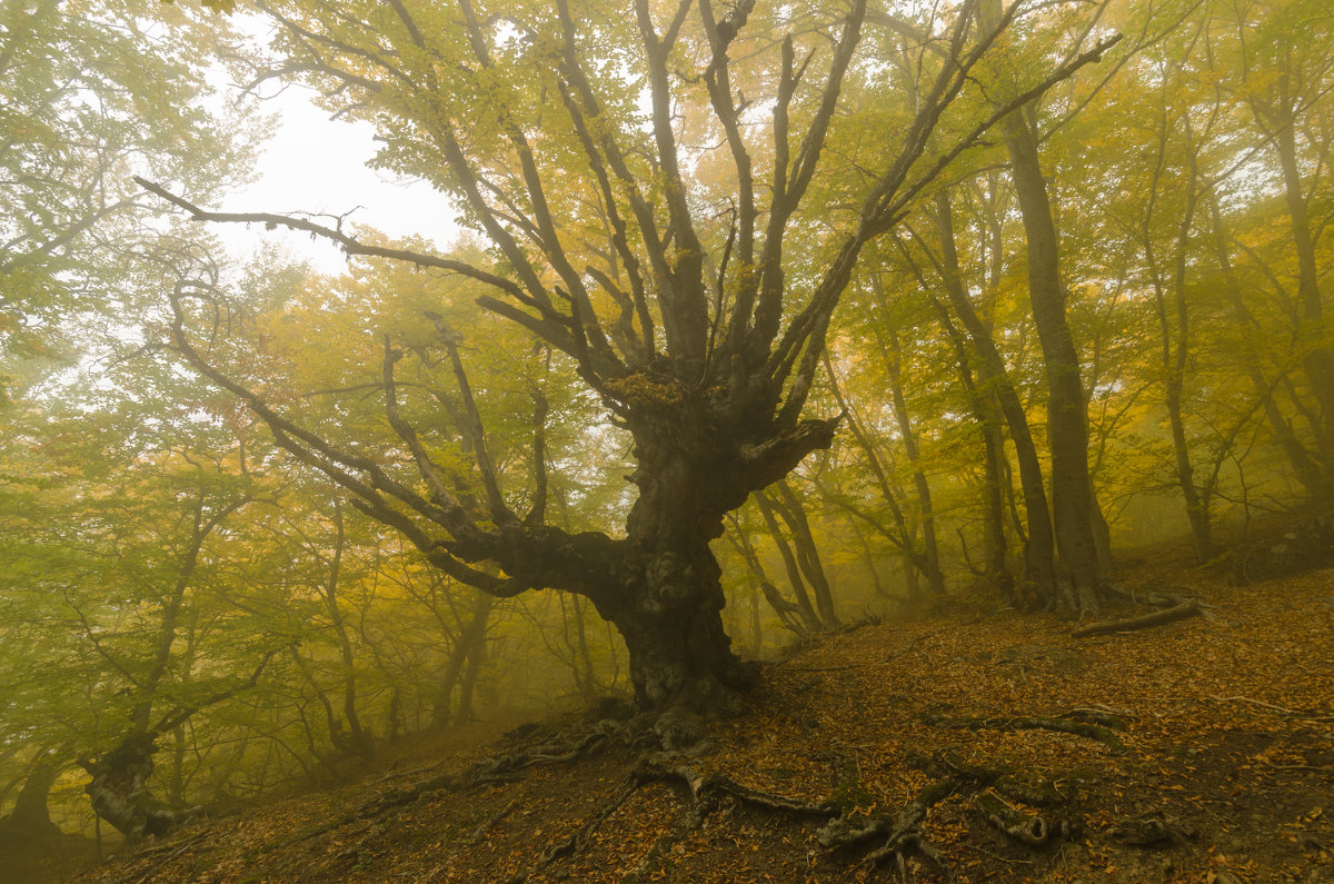 Таинственный лес - Елена Решетникова