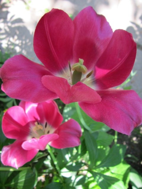 Два тюльпана - Дмитрий Никитин