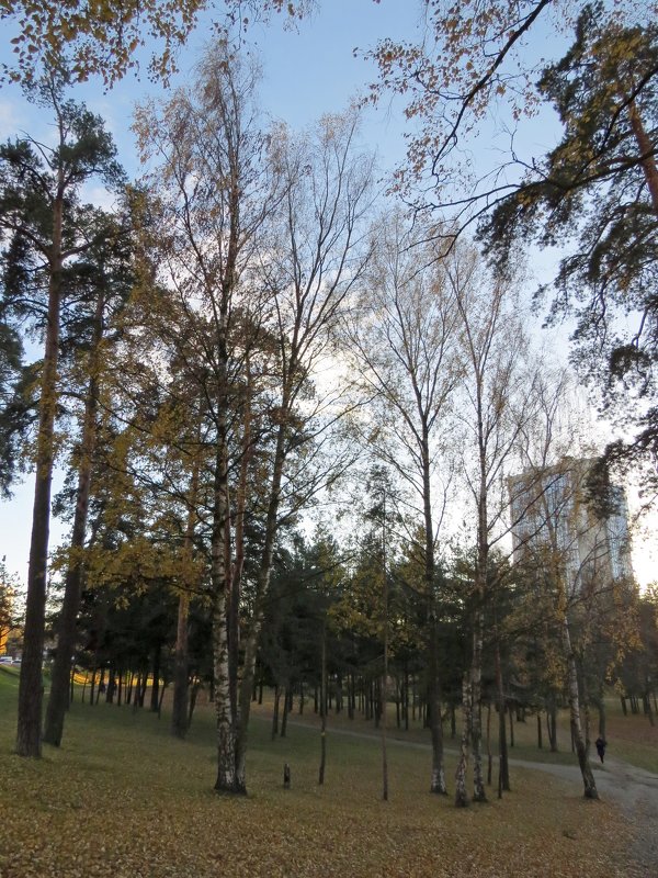 Городской парк - Вера Щукина
