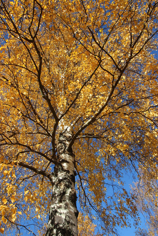 27.10.2015 Осень - Александр 