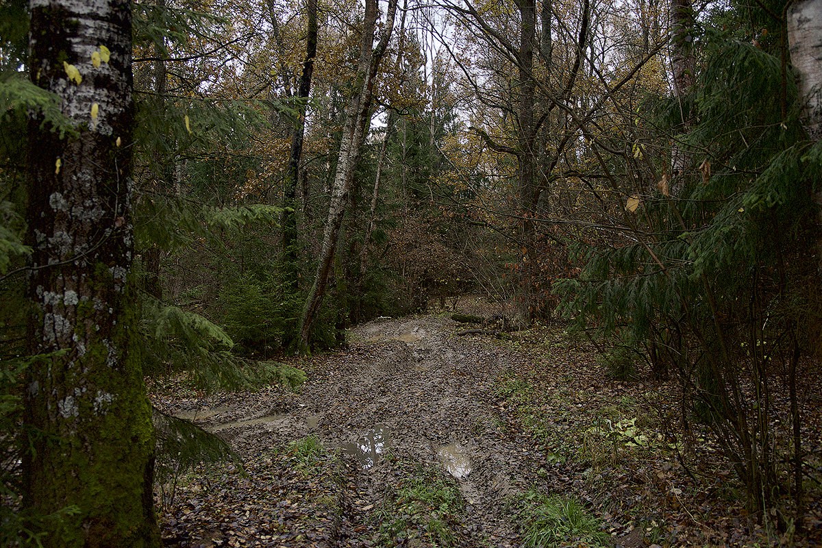 Forest path - Виталий Устинов