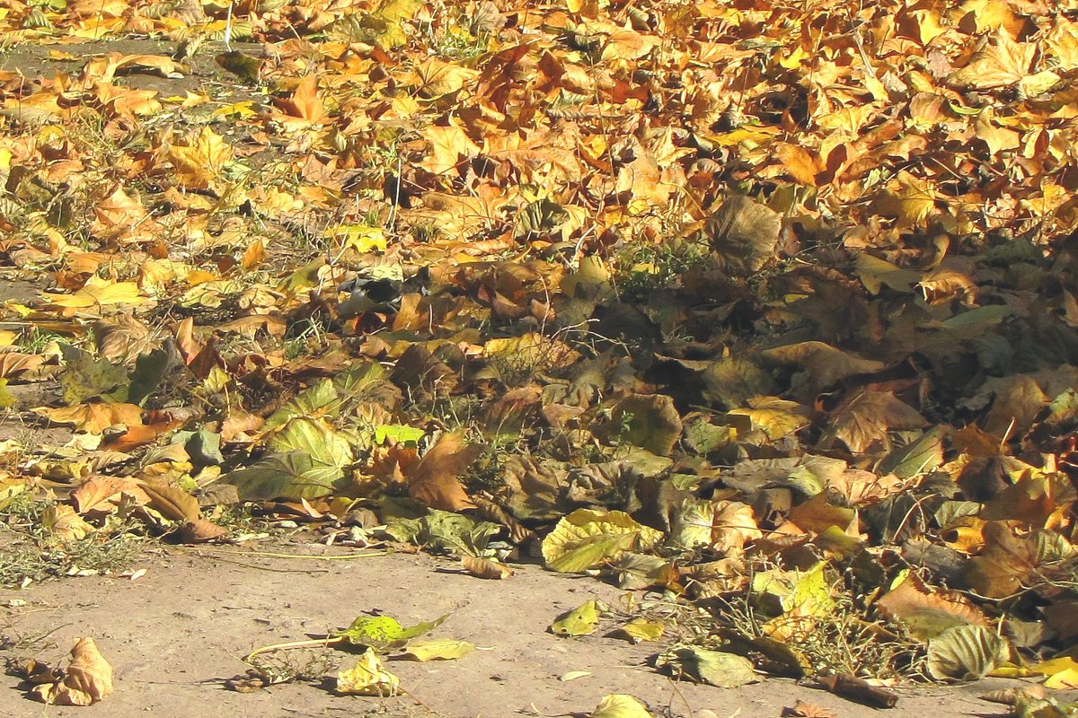 На ковре из желтых листьев... - Александр Скамо