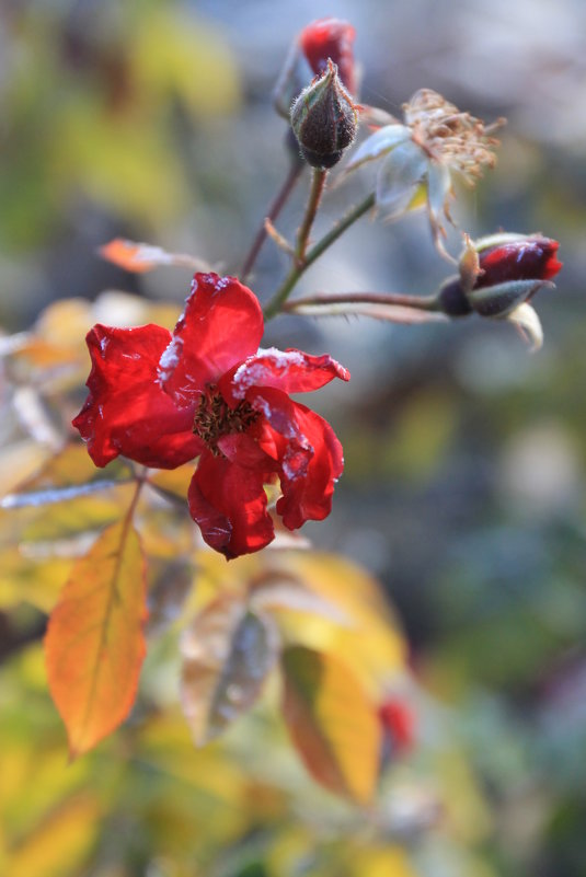 Осенние цветы - Эдуард Цветков
