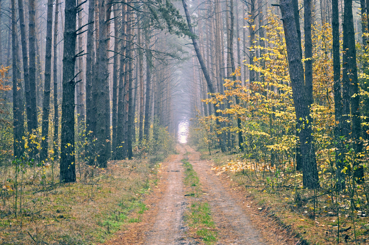 лісова дорога - Наталия Рой