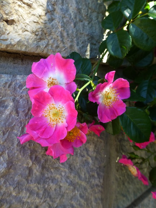 Цветы в Никитском ботаническом саду. - Наиля 