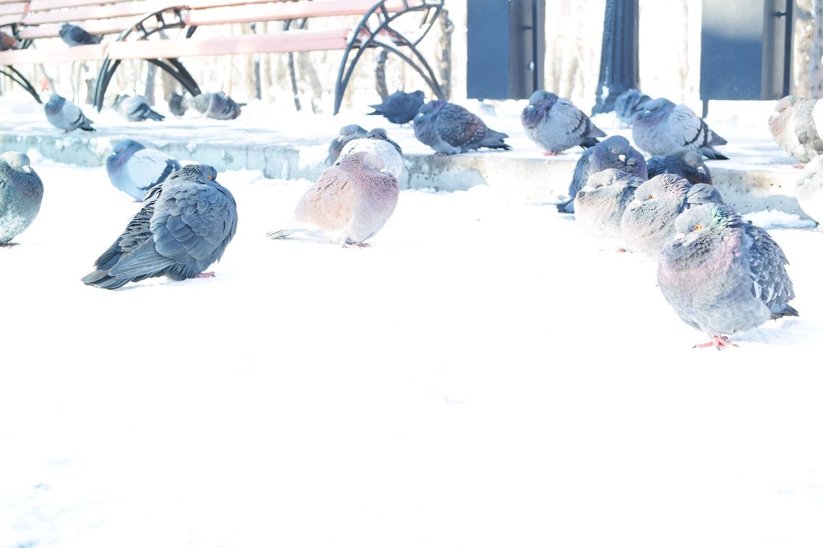 Птицы снежные - VoronVorona 