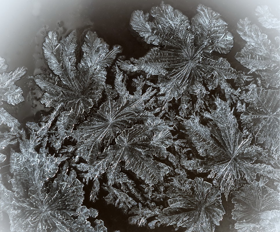 ледяные листья - Olena 