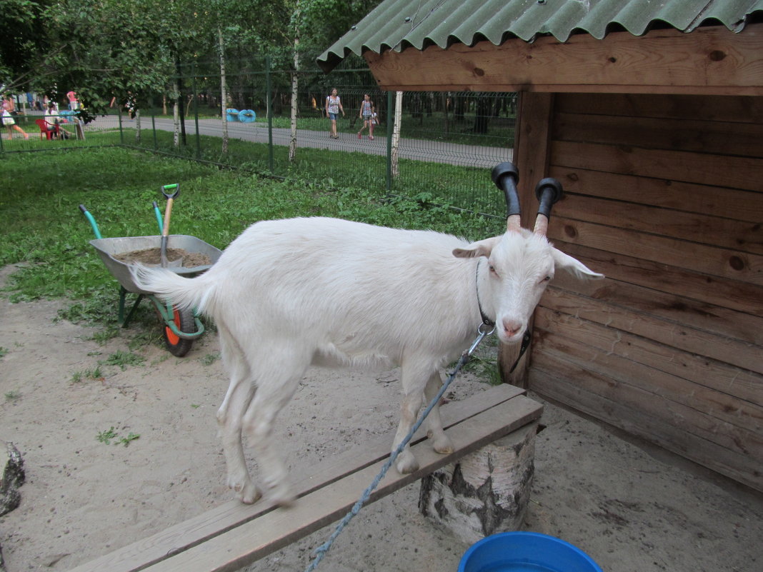 Коза-Дереза - Лариса 