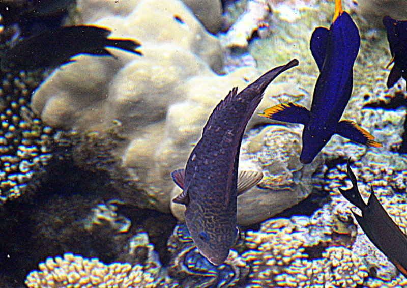 Рыбки Красного моря. - оля san-alondra