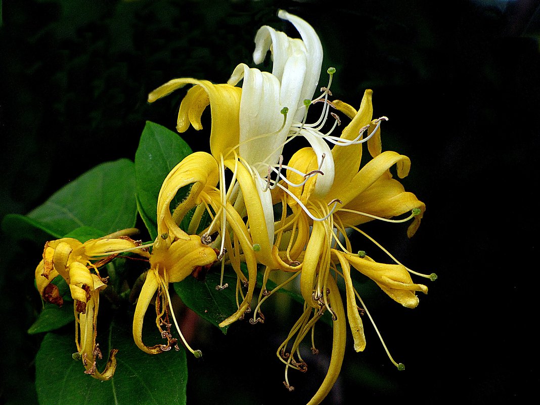 цветок "джаш шквинда" - zuri kuprava