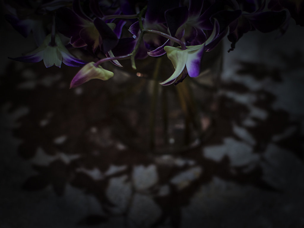 орхидеи в ночи - Alexander Romanov (Roalan Photos)