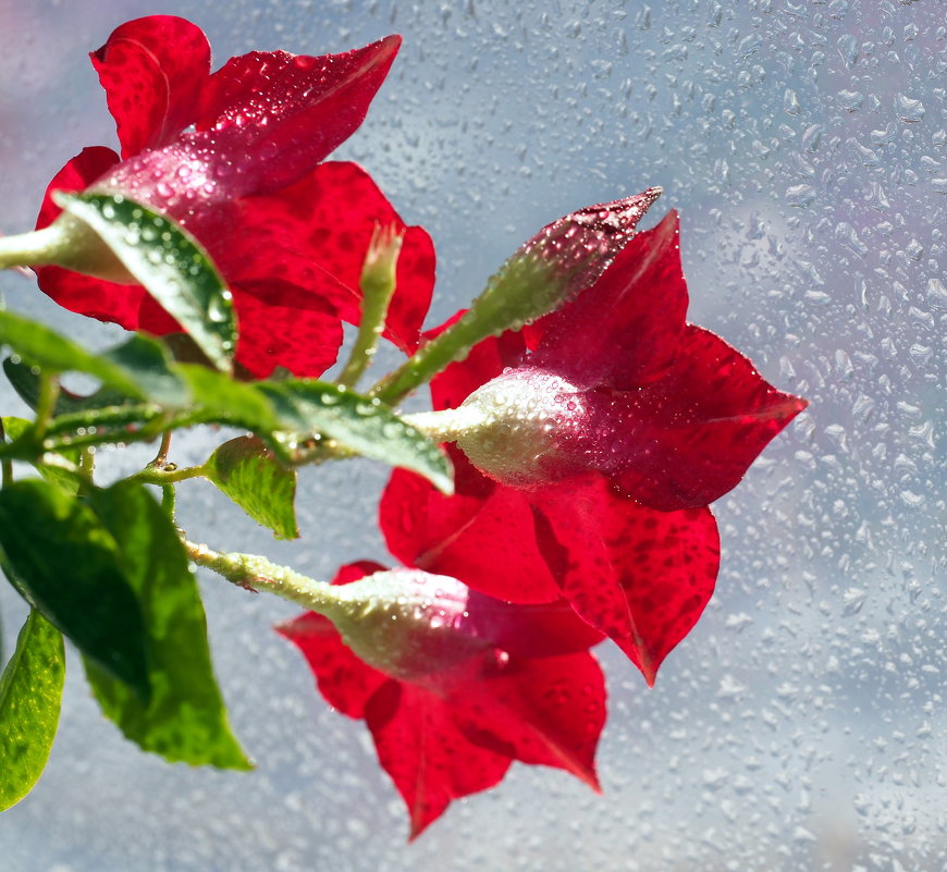 Мокрые цветы у мокрого окна,грустно им сейчас,скоро ведь зима... - Александр Попов