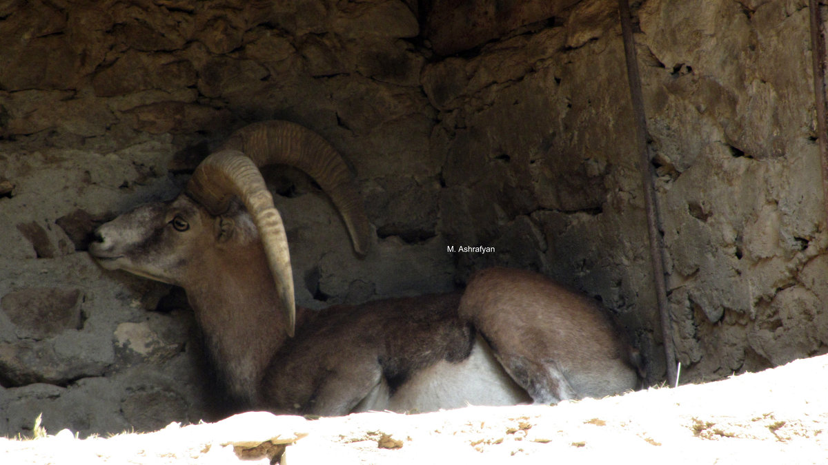 Հայկական մուֆլոն (Ovis orientalis gmelini)- Գրանցված է ՀՀ Կարմիր գրքում: - Marina 