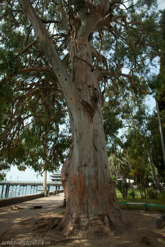Старое эвкалиптовое дерево на набережной Сухум. - Сергей Алёшин