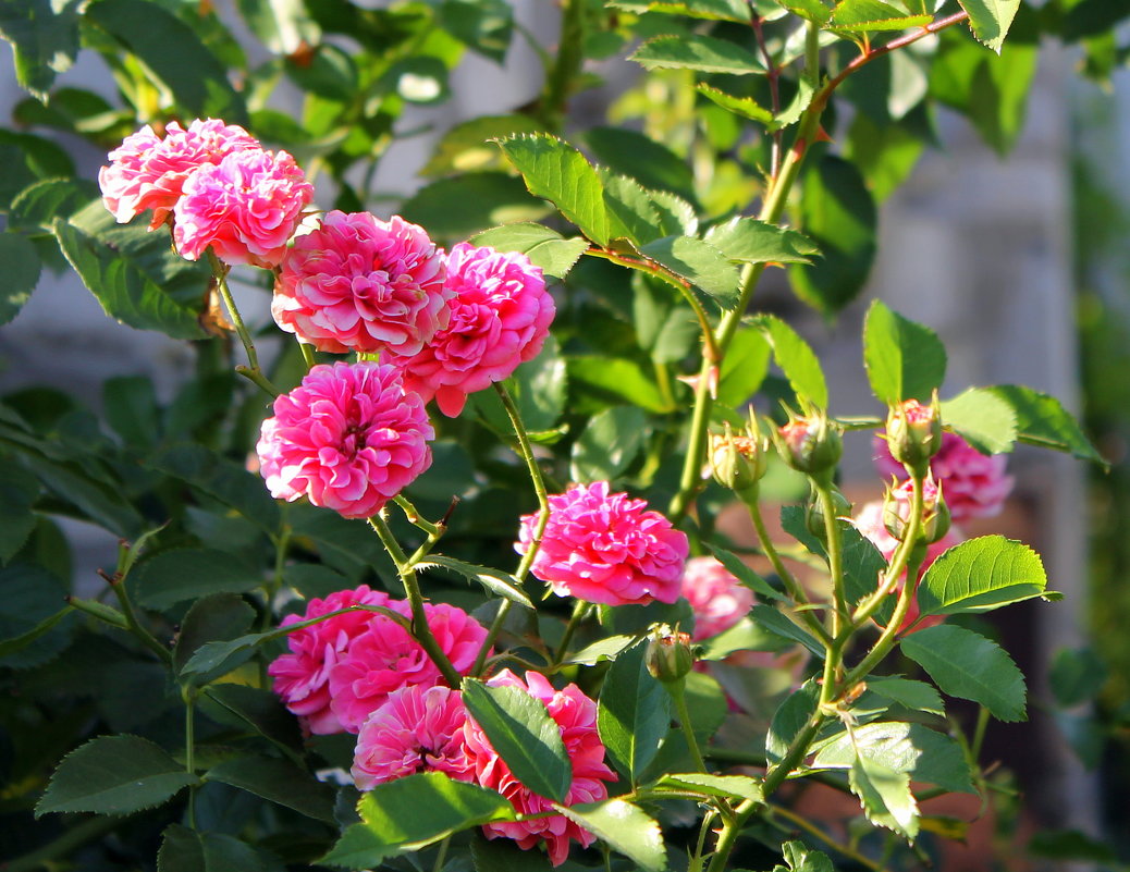 Средь связки роз, весной омытой, прекрасней чайной розы нет. - Валентина ツ ღ✿ღ