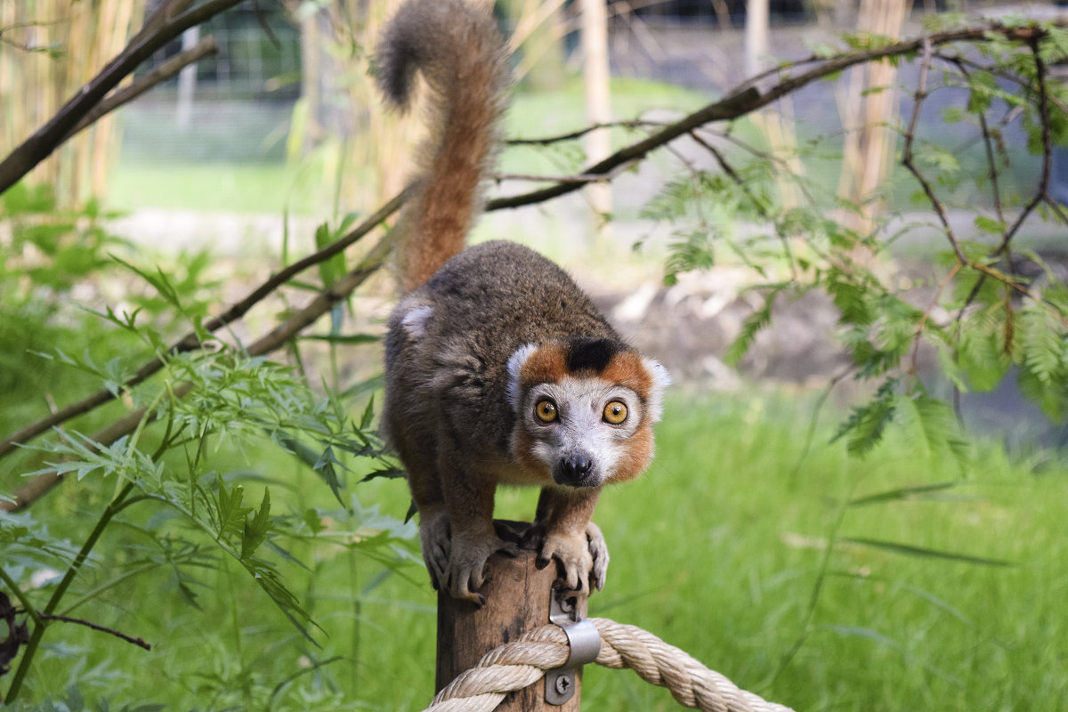 Lemur - Zinaida Belaniuk