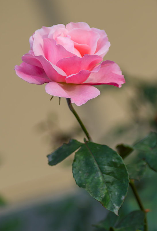 Розовая роза - Игорь Герман