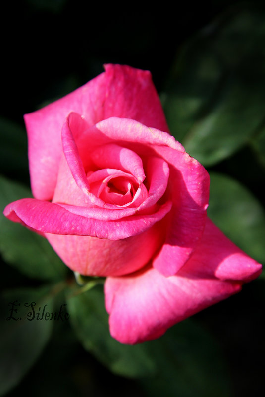 розовая роза - Екатерина Силенко