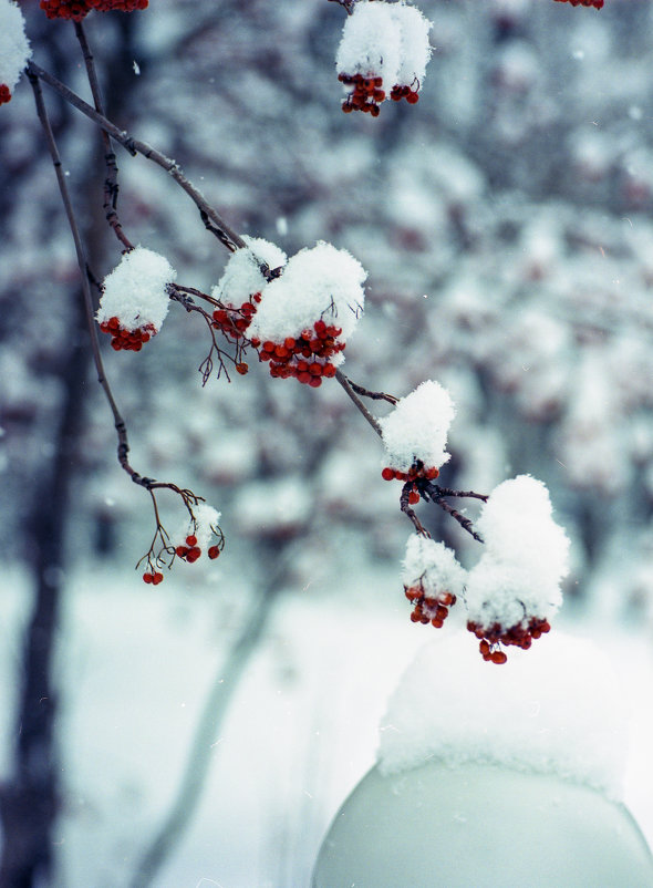 Рябина под снегом - Дмитрий Николаев