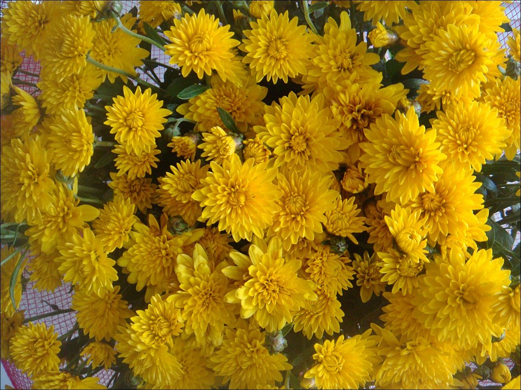 Солнечные хризантемы - Нина Корешкова