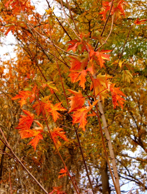 Красные листья осени - Светлана 