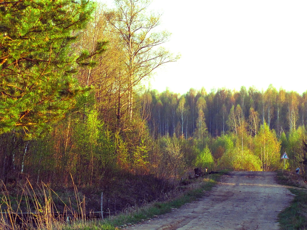 Дорога в лес - alek48s 