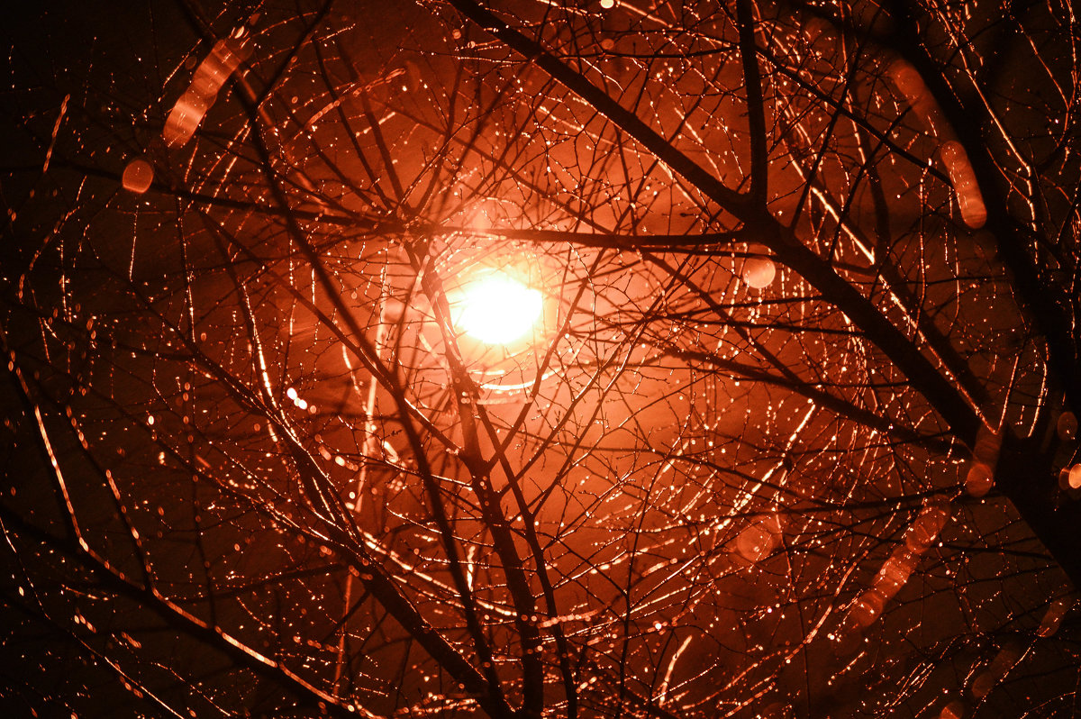 Ночь, улица, фонарь, ветки в каплях - Алия Янг