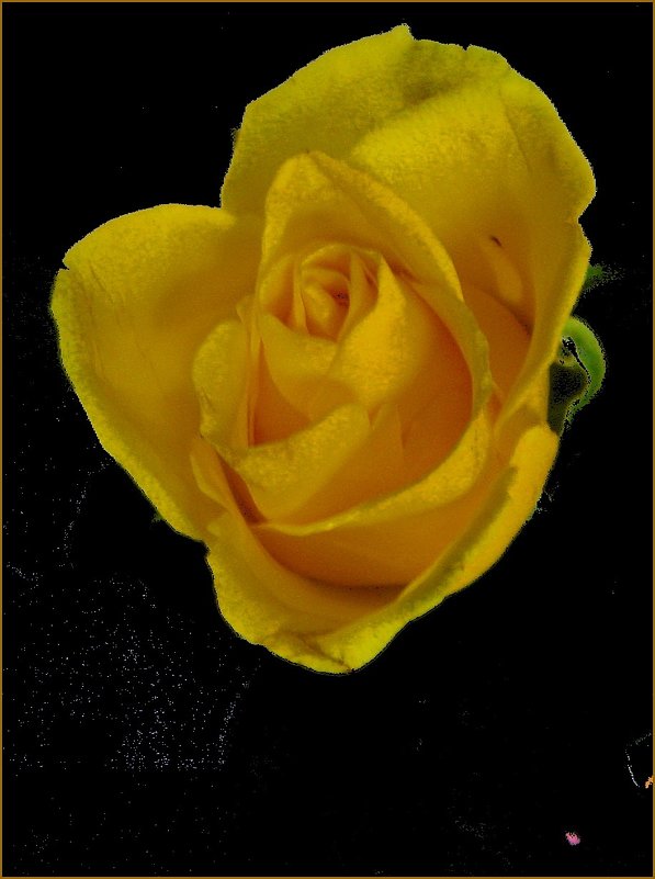 Образ жёлтой розы - Нина Корешкова