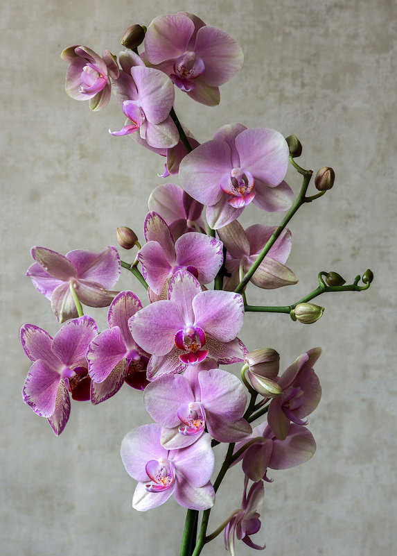 Розовая орхидея - Ирина Приходько