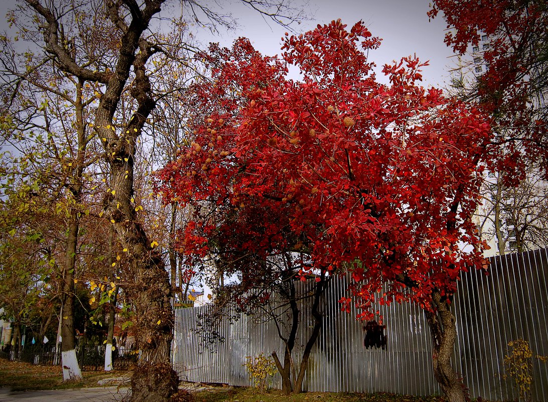 Красное дерево - Людмила 