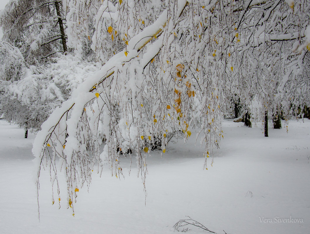 Листья жёлтые под снегом - Вера 