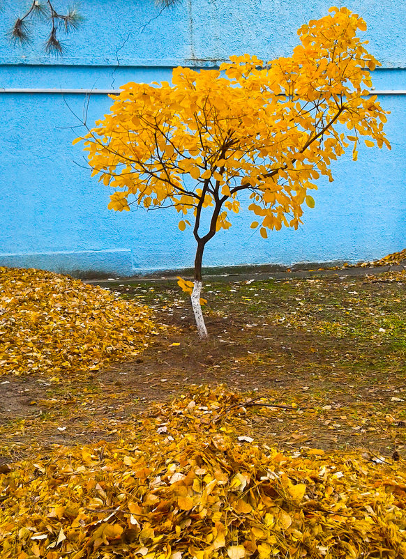 Осенние контрасты - Андрей ТOMА©