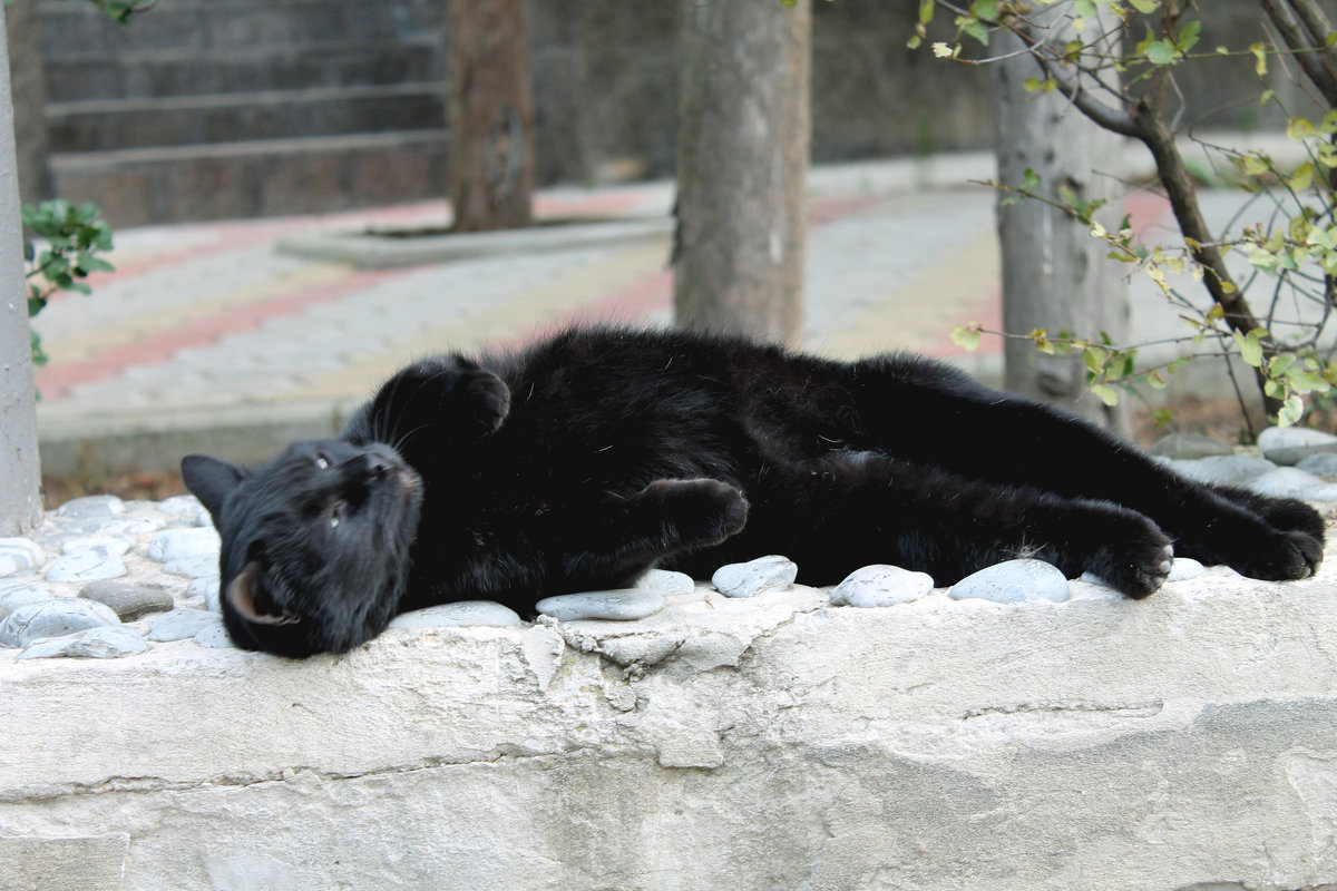 чёрный кот - elena manas