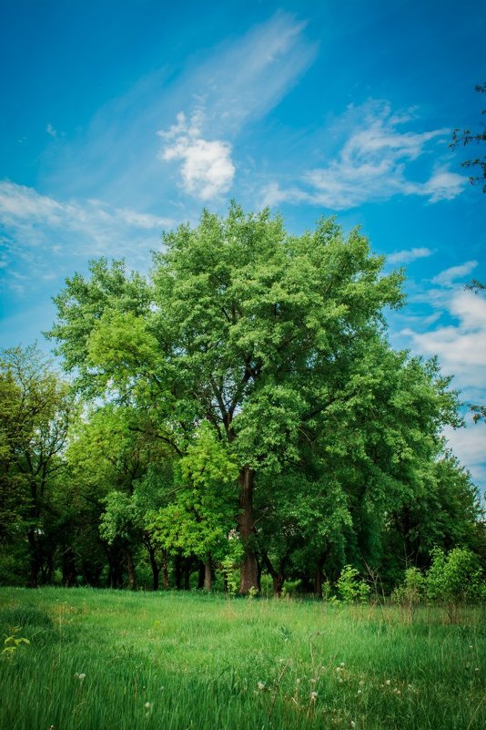 Дерево - Дмитрий Мороз