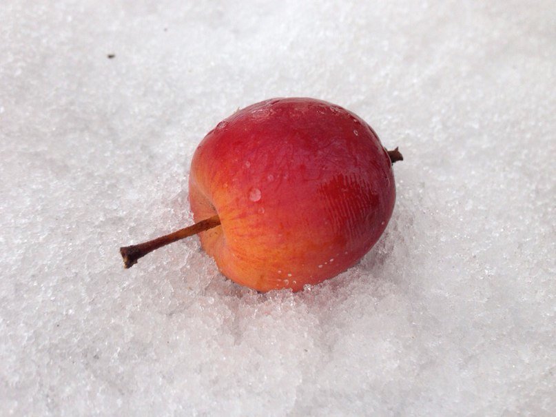 Яблоко на снегу - VINOKUROV 