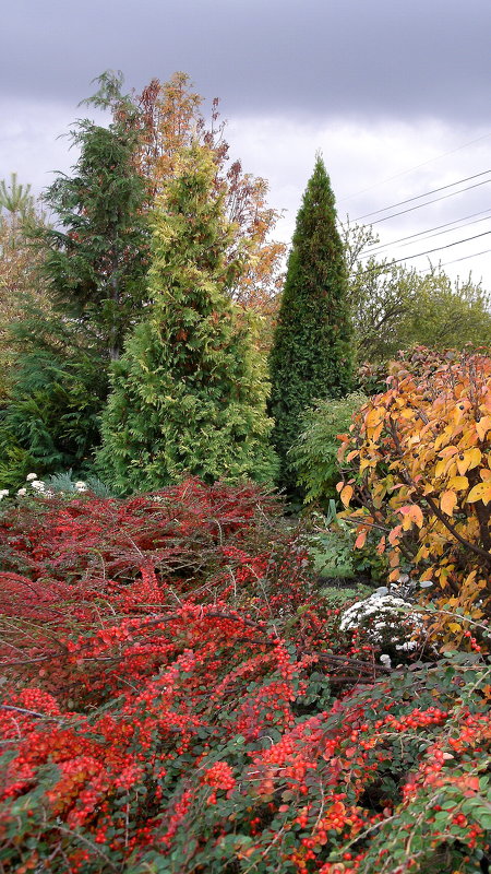 Заглянула осень в мой сад - svetlanavoskresenskaia 