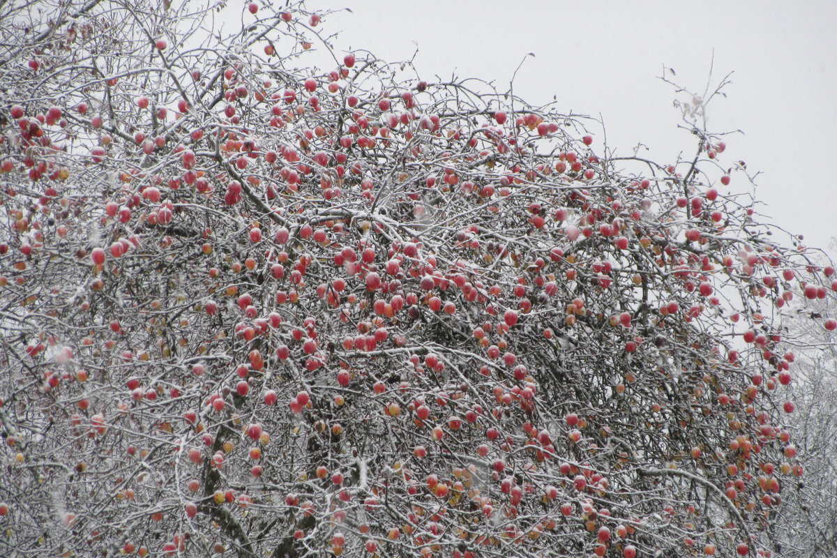 Яблоки в снегу - Mariya laimite