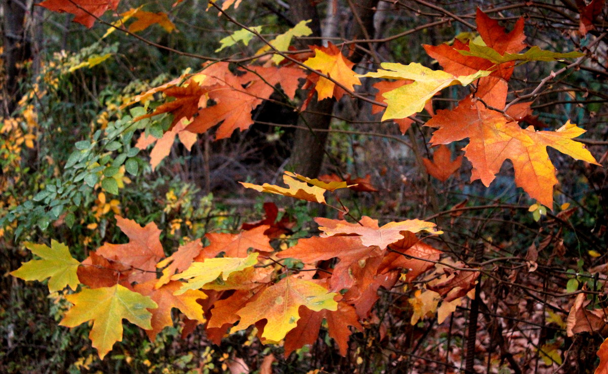 Осенние листья чинары - Светлана 
