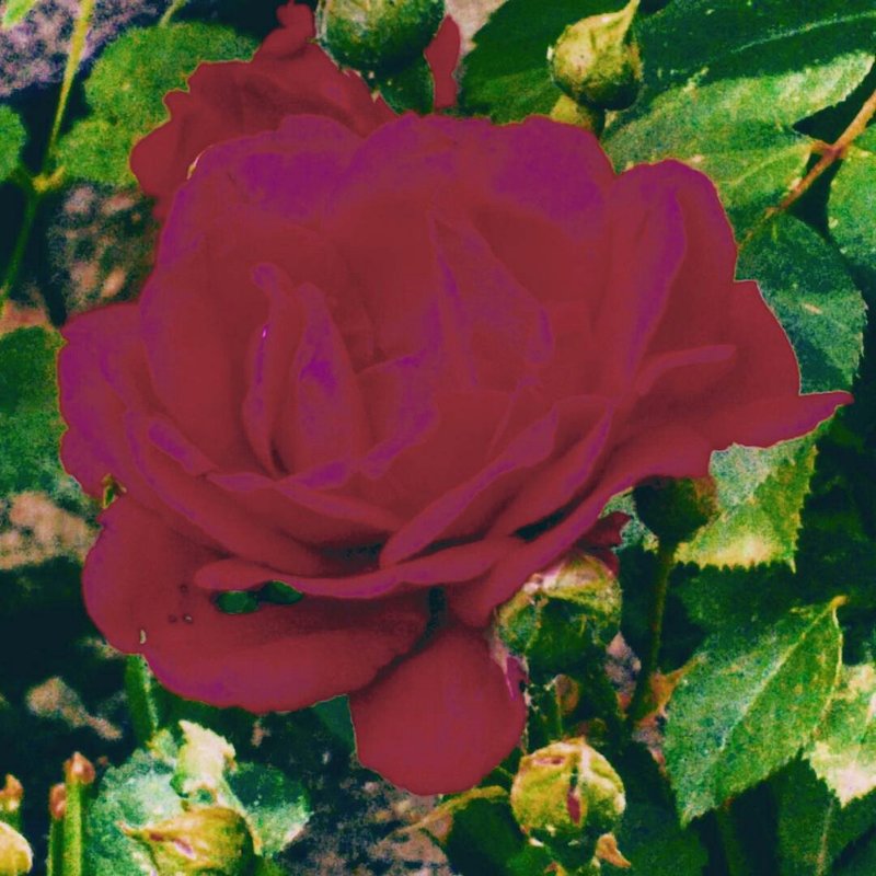 роза роза - Ольга Сафонова