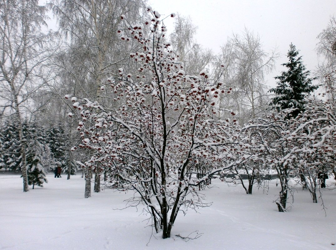 Зима пришла - aksakal88 