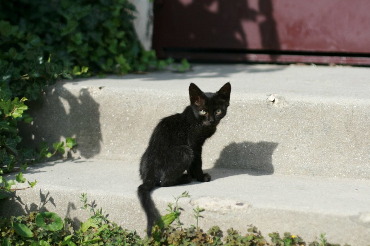 Черный кот...енок - Юлия Малышева