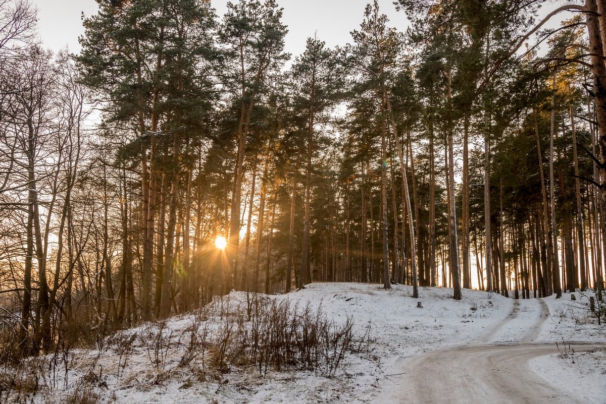 Закат солнца в лесу - Юрий Бичеров