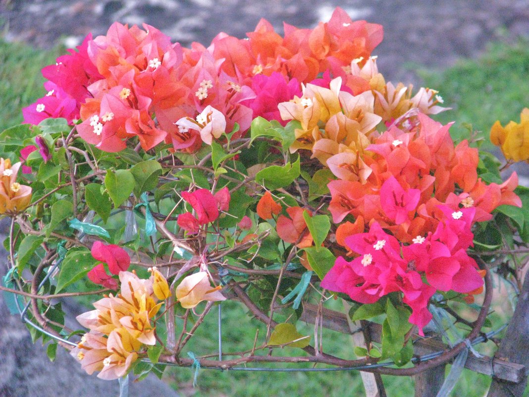 Бугенвилия - тайский цветок - Елена Сустина