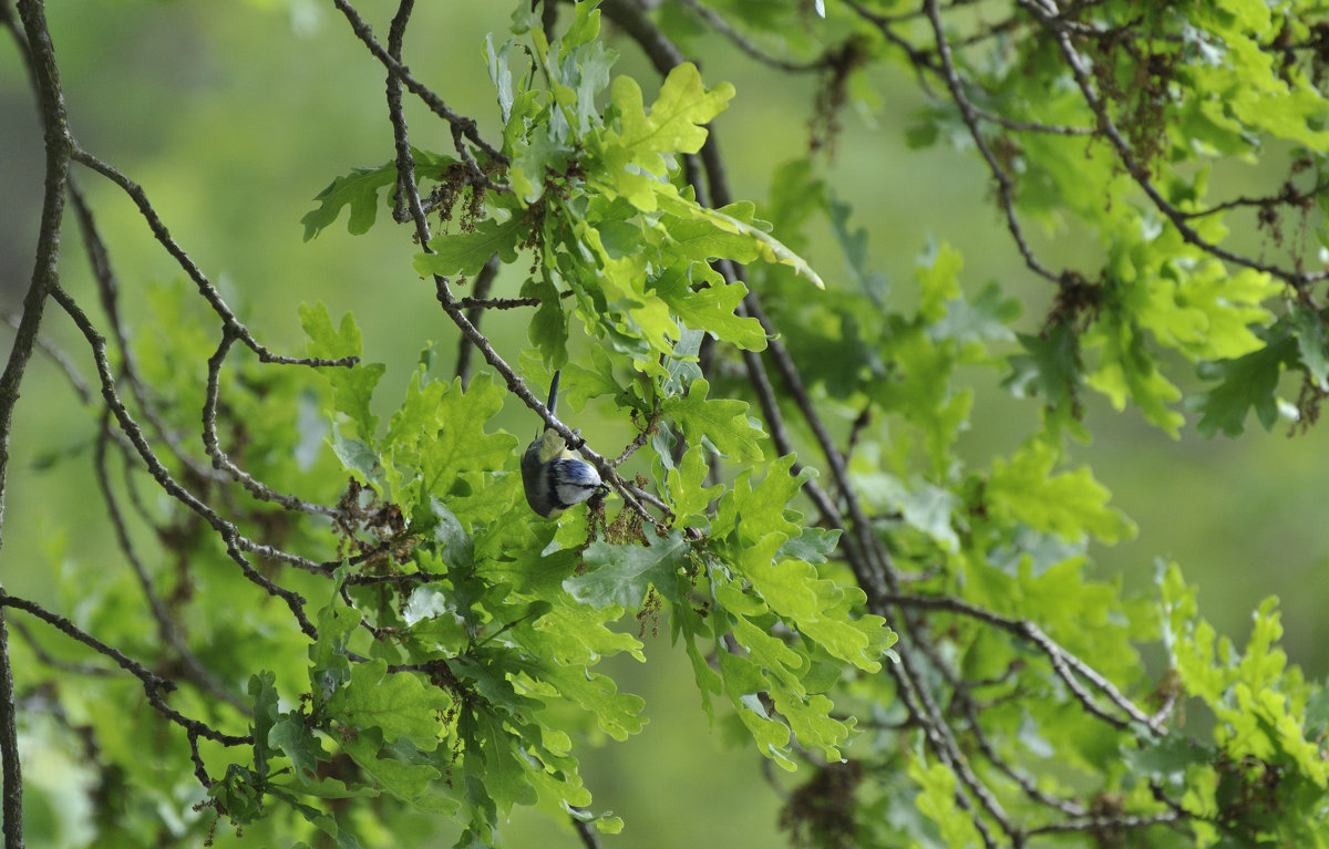 Лазоревка у себя дома. Blue tit at home. - Юрий Воронов