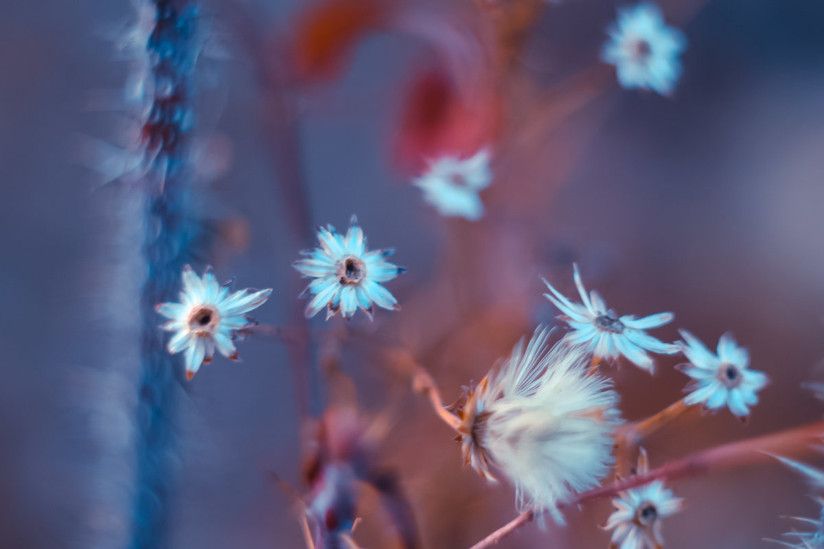 Flowers - Juliya Shvett