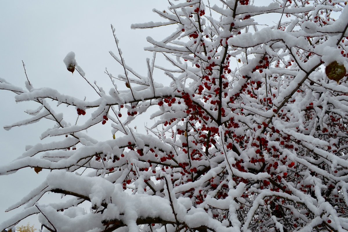 ягодный снег - Tatiana Lesnykh Лесных