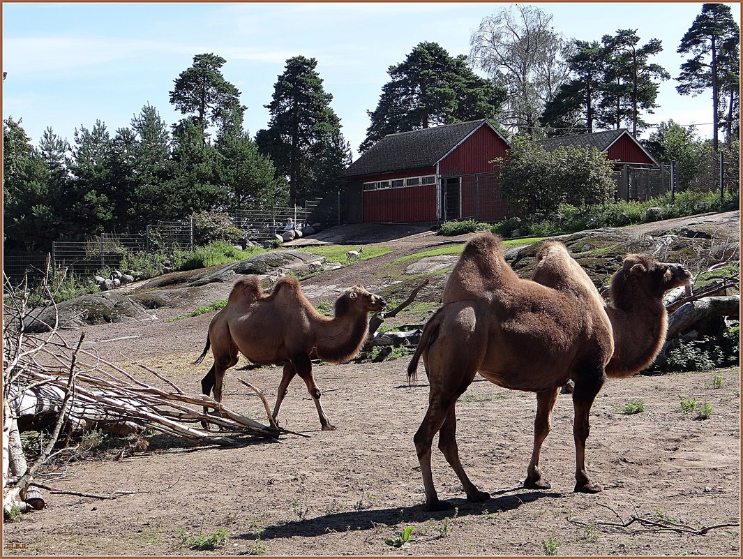Верблюды в зоопарке Коркеасаари - Вера 